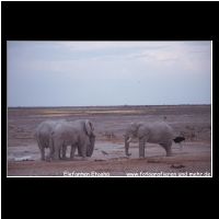 3-062 Elefanten Etosha.jpg